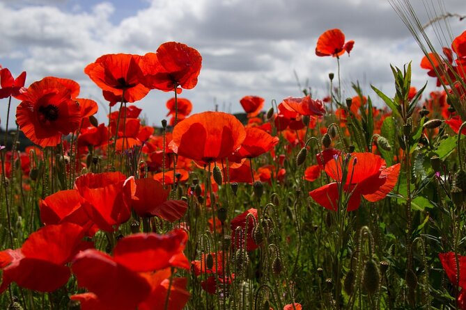 Flanders Fields Remembrance Tour from Brussels - Essex Farm Field Hospital and John McCrae’s In Flanders’ Field