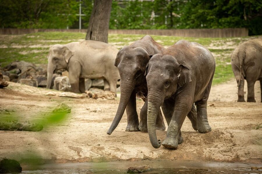 Mechelen: Planckendael ZOO Entry Ticket - Key things that make this zoo ticket worth your time