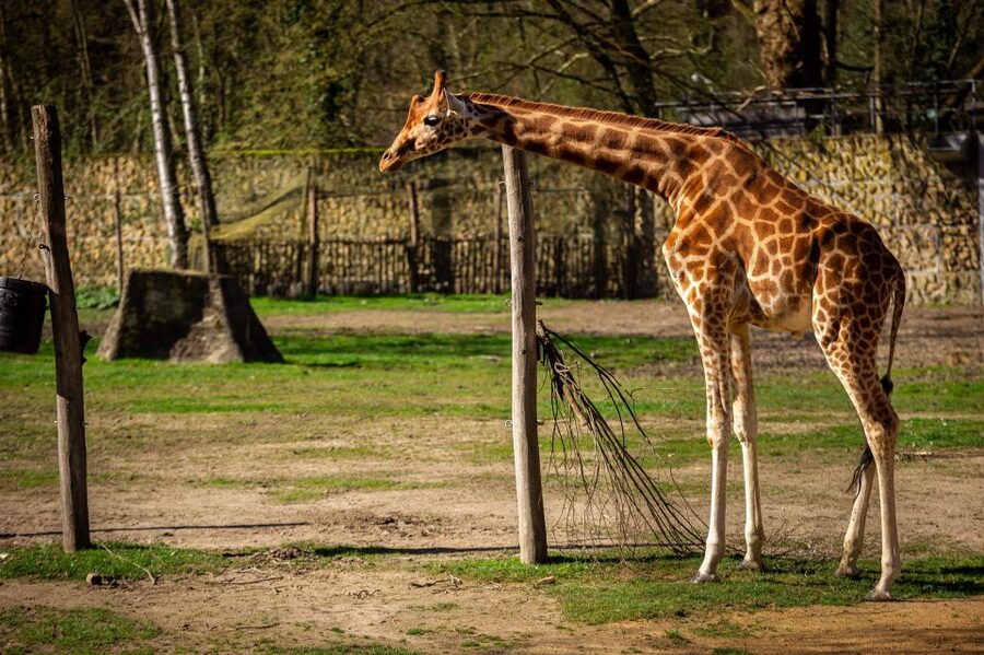 Mechelen: Planckendael ZOO Entry Ticket - First stop: the historic Planckendael castle grounds