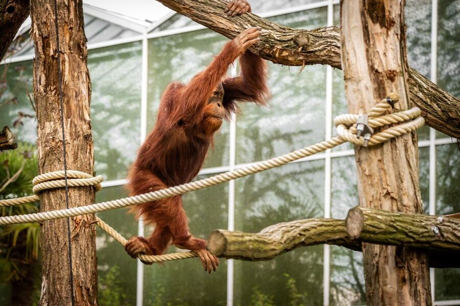 Mechelen: Planckendael ZOO Entry Ticket - Across-the-world habitats you can actually walk through
