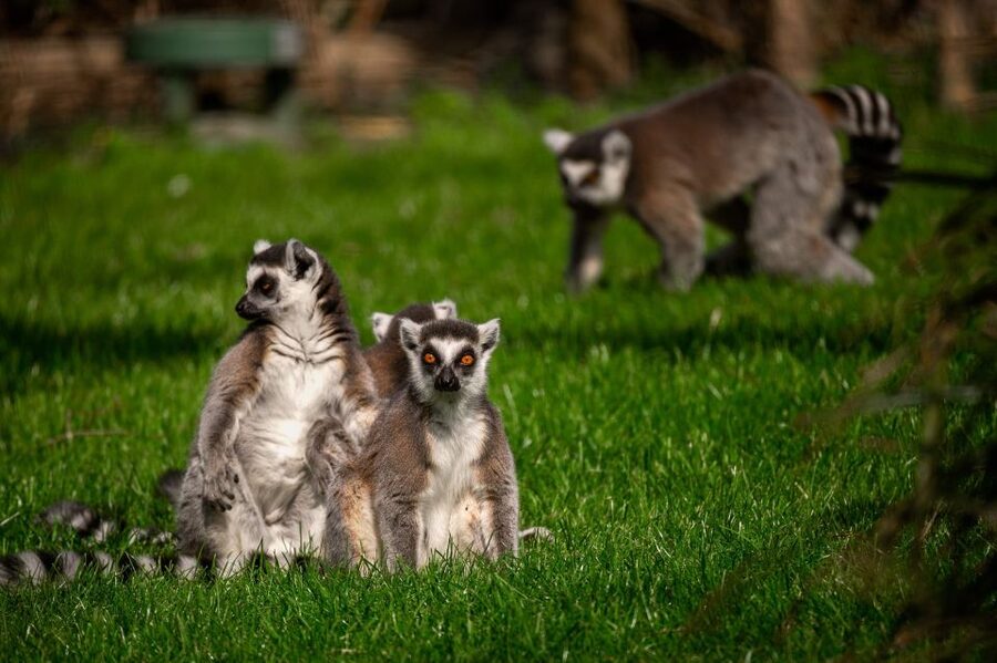 Mechelen: Planckendael ZOO Entry Ticket - Family-friendly facilities that make the day easier