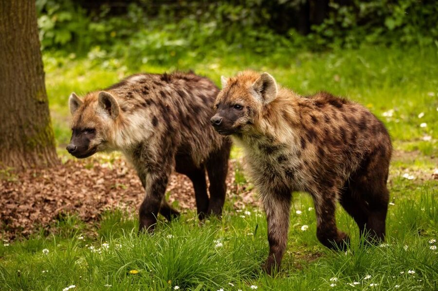 Mechelen: Planckendael ZOO Entry Ticket - What to pack for a smooth day at Planckendael