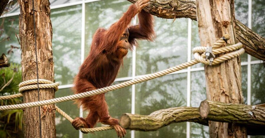 Mechelen: Planckendael ZOO Entry Ticket - Value check: is a $41 entry ticket a good deal?